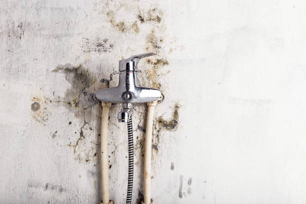 Best Basement Mold Remediation in Potosi, MO