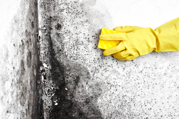 Best DIY Mold Remediation Support Services in Potosi, MO