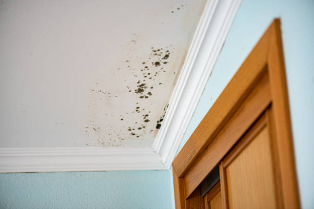 Best Post-Flood Mold Remediation in Potosi, MO