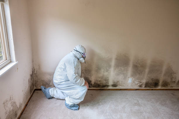 Best Crawl Space Mold Remediation in Potosi, MO
