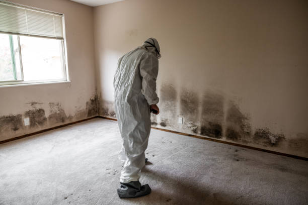 Trusted Potosi, MO Mold Remediation Experts