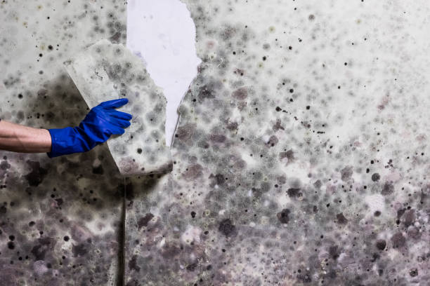 Best Crawl Space Mold Remediation in Potosi, MO