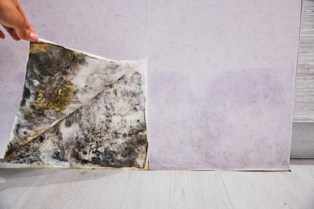 Best Localized Mold Remediation (e.g., coastal areas, humid climates) in Potosi, MO